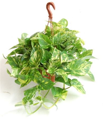 Epipremnum Hang | Colgar |  P.20cm -  H.20 cm