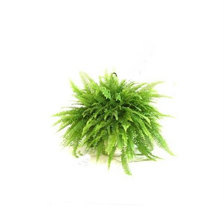 Nephrolepis Exalta Boston Hang | Colgar |  P.20cm -  H.40 cm