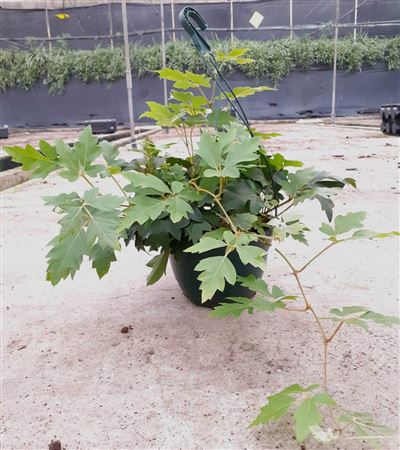 Rhoicissus Hang | Colgar |  P.20cm -  H.60 cm