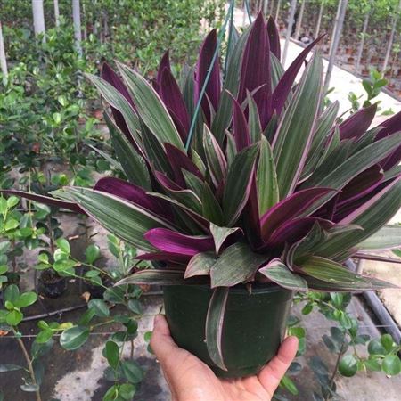 Tradescantia Hang | Colgar |  P.20cm -  H.30 cm