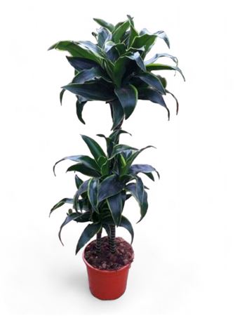 Dracaena Dorado | 60.30.15 |  P.20cm -  H.90 cm