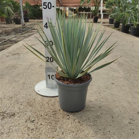 Yucca Rostrata |  P.20cm -  H.45 cm