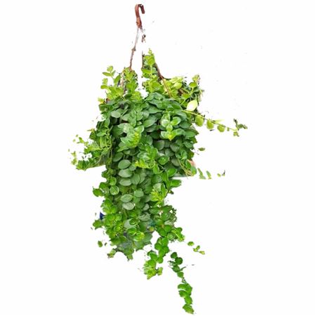 Aeschynanthus Pink Hang | Colgar Extra |  P.20cm -  H.40 cm