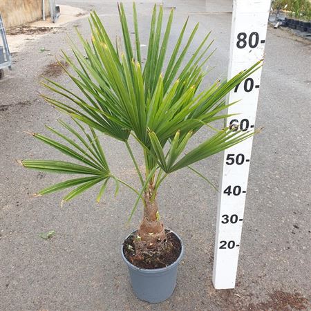 Trachycarpus Fortunei 20 |  P.20cm -  H.80 cm