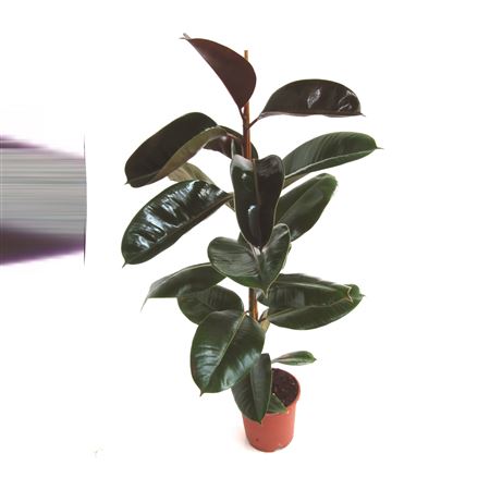 Ficus Elastica Robusta 2PP |  P.20cm -  H.90 cm