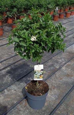 Jasminimum Polyanthum Stam | Copa |  P.20cm -  H.70 cm