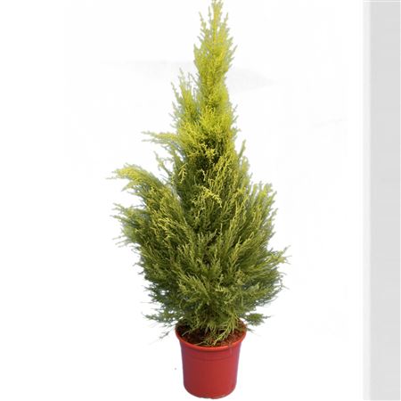 Cupressus Gold Crest |  P.20cm -  H.75 cm