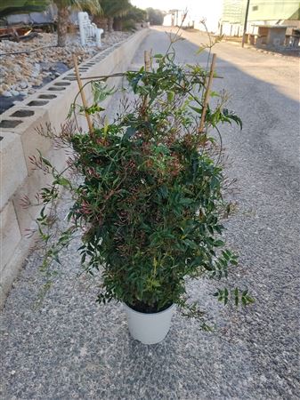 Jasminimum Polyanthum Rekje | Espaldera |  P.20cm -  H.90 cm