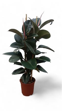 Ficus Elastica Robusta 3PP |  P.20cm -  H.90 cm