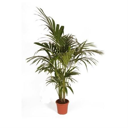 Kentia Howea Fosteriana 4 Plants |  P.20cm -  H.170 cm