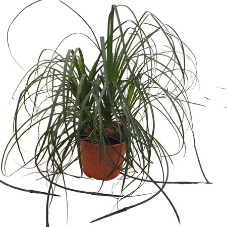 Beaucarnea Nolina 5-6 bulbs |  P.22cm -  H.50 cm