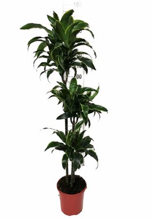 Dracaena Dorado | 90.60.30 |  P.22cm -  H.120 cm
