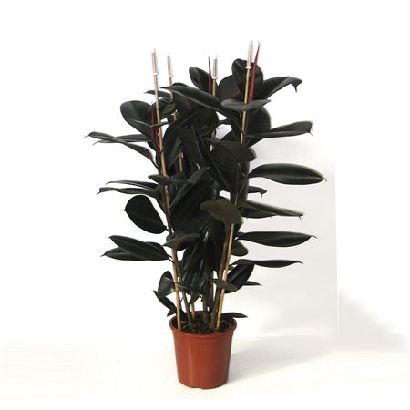 Ficus Elastica Robusta 3PP |  P.22cm -  H.120 cm