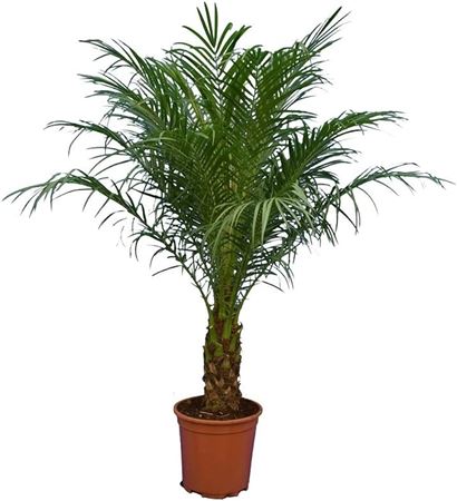 Phoenix Robelinii |  P.22cm -  H.120 cm