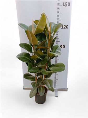 Ficus Elastica Robusta 2PP |  P.22cm -  H.120 cm