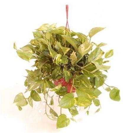 Epipremnum Hang | Colgar |  P.23cm -  H.30 cm