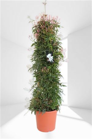 Jasminimum Polyanthum Pyramide |  P.23cm -  H.115 cm