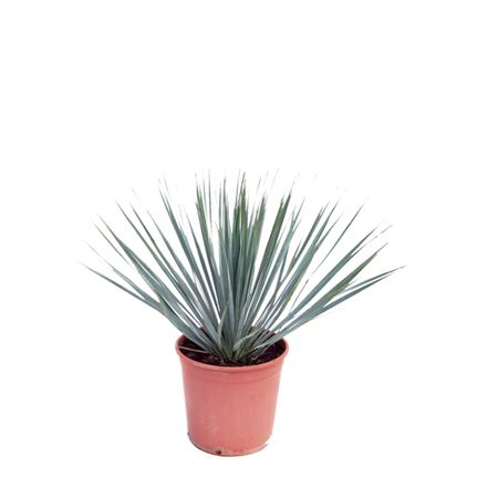Yucca Rostrata 10Ltr |  P.24cm -  H.60 cm