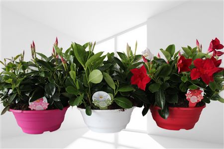 Dipladenia Bol Hang Tarrina 23 |  P.25cm -  H.25 cm