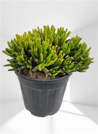 Crassula Gollum |  P.25cm -  H.50 cm
