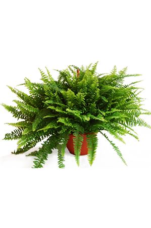 Nephrolepis Exaltata Boston Hang | Colgar |  P.25cm -  H.50 cm