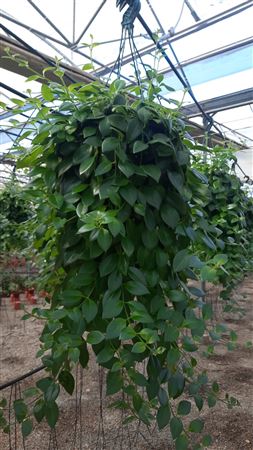 Aeschynanthus Pink Hang | Colgar |  P.25cm H.40 cm