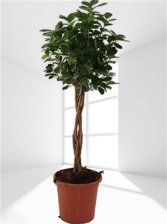 Ficus moclame gevlochten | Trenzado |  P.25cm -  H.110 cm