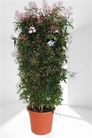 Jasminimum Polyanthum Rekje | Espaldera |  P.25cm -  H.120 cm