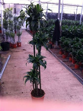 Dracaena Dorado | 120.90.60.30.15 |  P.25cm -  H.150 cm