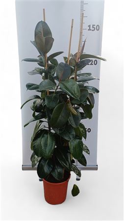 Ficus Elastica Robusta 3PP |  P.25cm -  H.150 cm