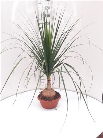 Beaucarnea Nolina 1 stem |  P.27cm -  H.70 cm