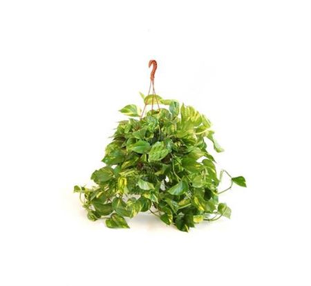 Epipremnum Hang | Colgar |  P.30cm -  H.30 cm