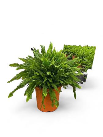 Nephrolepis Exaltata Boston Hang | Colgar |  P.30cm -  H.70 cm