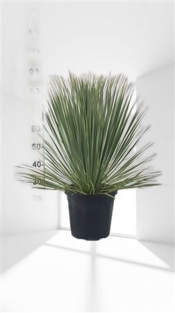 Yucca Rostrata 15Ltr |  P.30cm -  H.80 cm