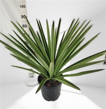 Yucca Torrey 15Ltr |  P.30cm -  H.80 cm
