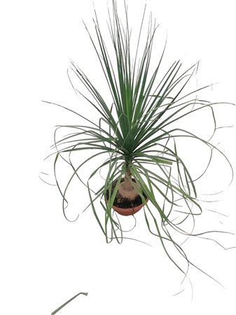 Beaucarnea Nolina 1 stem |  P.30cm -  H.120 cm