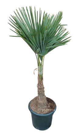Trachycarpus Fortunei 20 Ltr. 20-30cm |  P.35cm -  H.120 cm