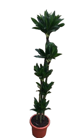 Dracaena compacta | 150.120.90.60.30 |  P.30cm -  H.180 cm