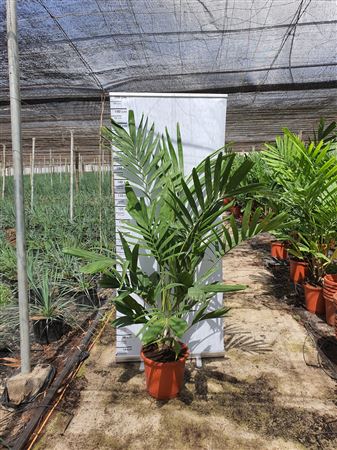 Ptychosperma 3 Plants |  P.35cm -  H.170 cm