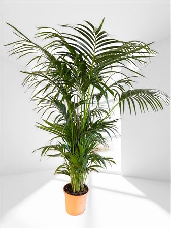 Kentia Howea Fosteriana 6-8 Plants |  P.30cm -  H.220 cm