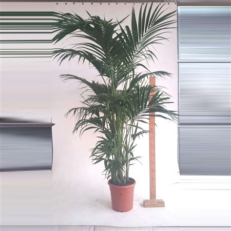 Kentia Howea Fosteriana 6-8 Plants |  P.32cm -  H.220 cm