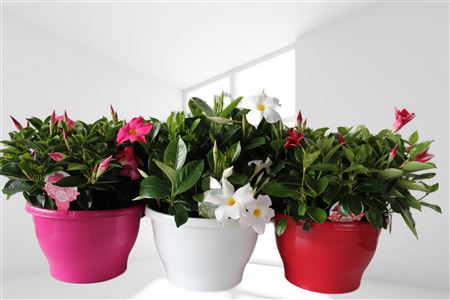 Dipladenia Bol Hang Tarrina 30 |  P.30cm -  H.35 cm