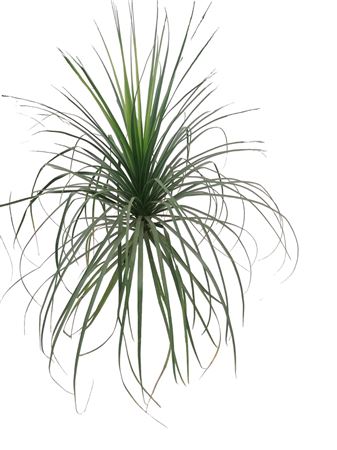 Beaucarnea Nolina 1 stem |  P.35cm -  H.120 cm