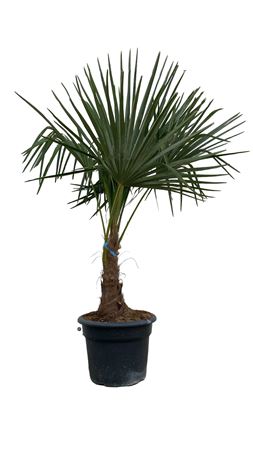 Trachycarpus Fortunei 25 Ltr. 30-50cm |  P.35cm -  H.150 cm