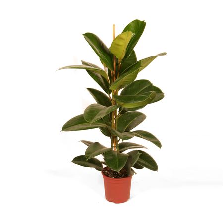 Ficus Elastica Robusta 3PP |  P.35cm -  H.180 cm