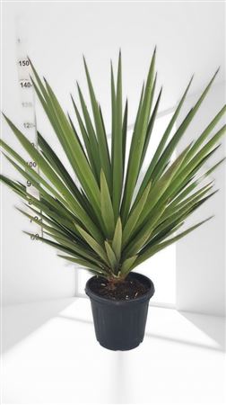 Yucca Torrey 30Ltr |  P.40cm -  H.80 cm