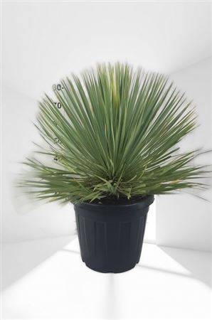 Yucca Rostrata 30Ltr |  P.40cm -  H.80 cm