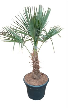 Trachycarpus Fortunei 35 Ltr. 40-50cm |  P.40cm -  H.170 cm