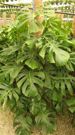 Monstera "bischen weiss bi-color" Met Mosstok |  P.40cm -  H.180 cm