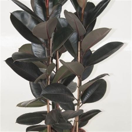 Ficus Elastica Robusta 3PP |  P.40cm -  H.210 cm